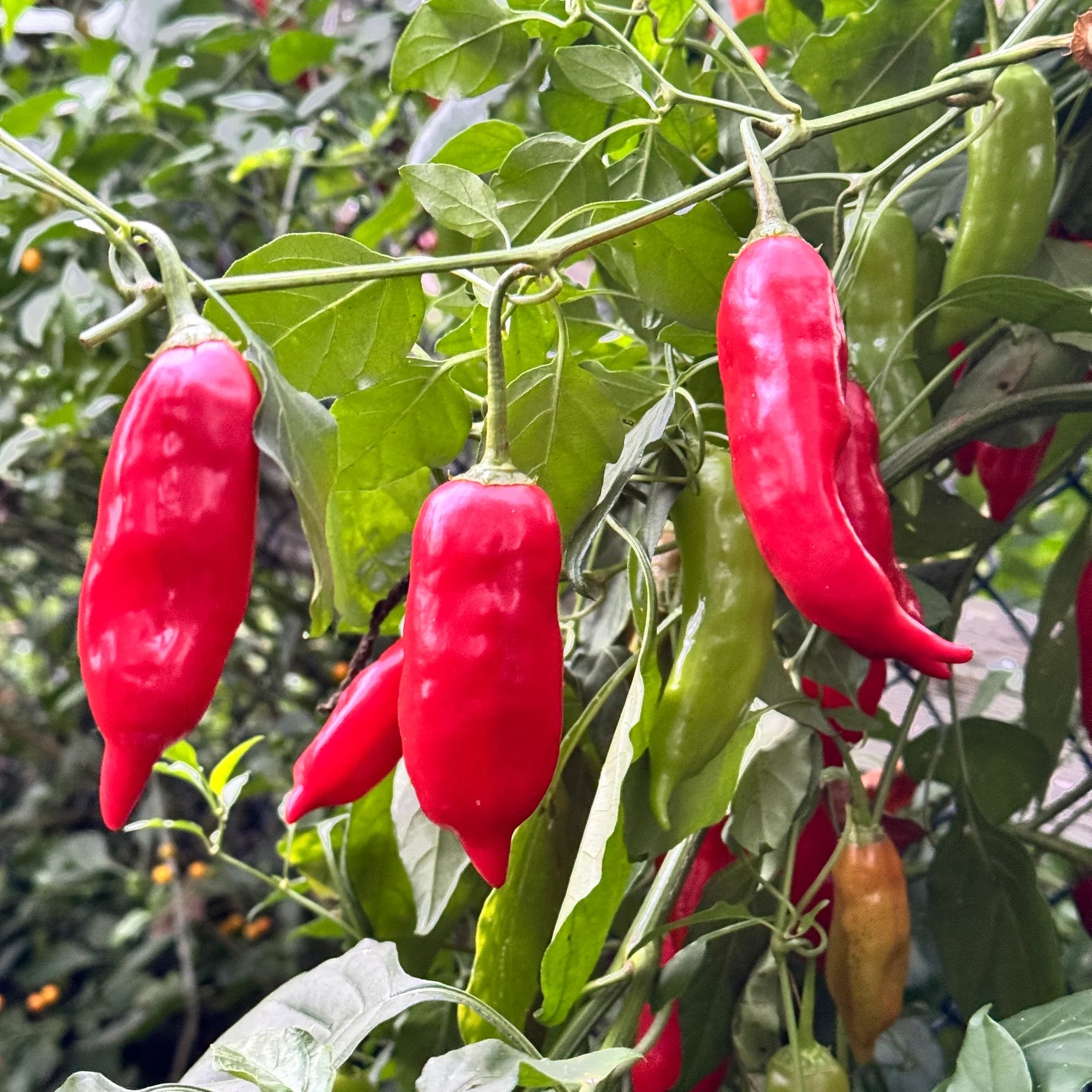 Heirloom Aji Rico pepper seeds for warm season planting