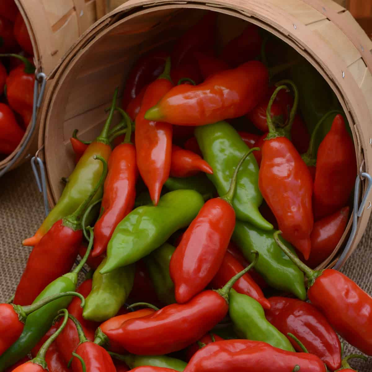 Non-GMO Aji Rico pepper seeds high quality for gardeners