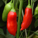 Aji Rico pepper seeds organic non-GMO high germination for home gardening