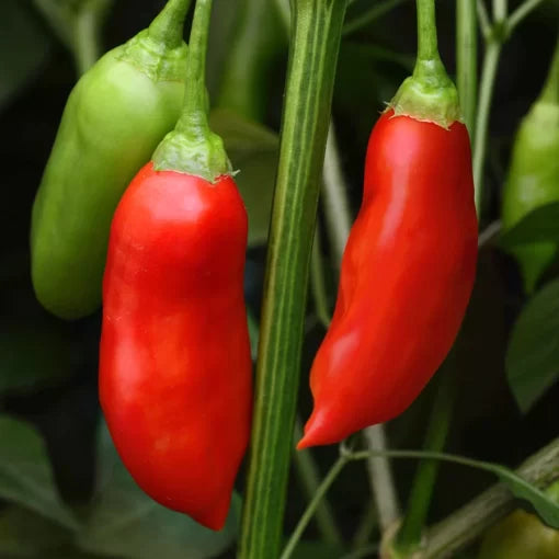 Aji Rico pepper seeds organic non-GMO high germination for home gardening