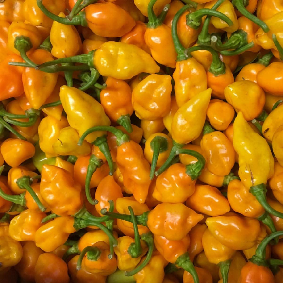Aji Umba hot pepper seeds for home garden planting Capsicum chinense