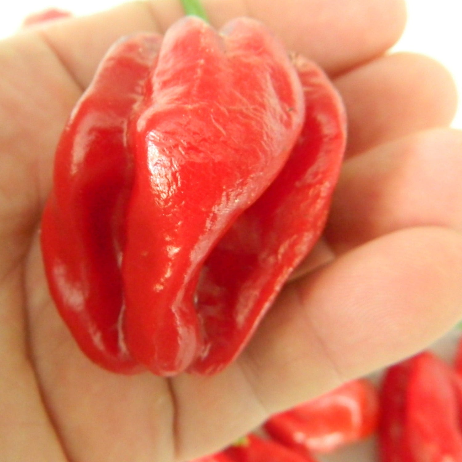 Closeup of Aji Umba hot pepper grown from premium hot pepper seeds