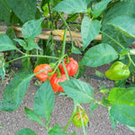 Aji Umba hot pepper plants grown in home garden from Capsicum chinense seeds