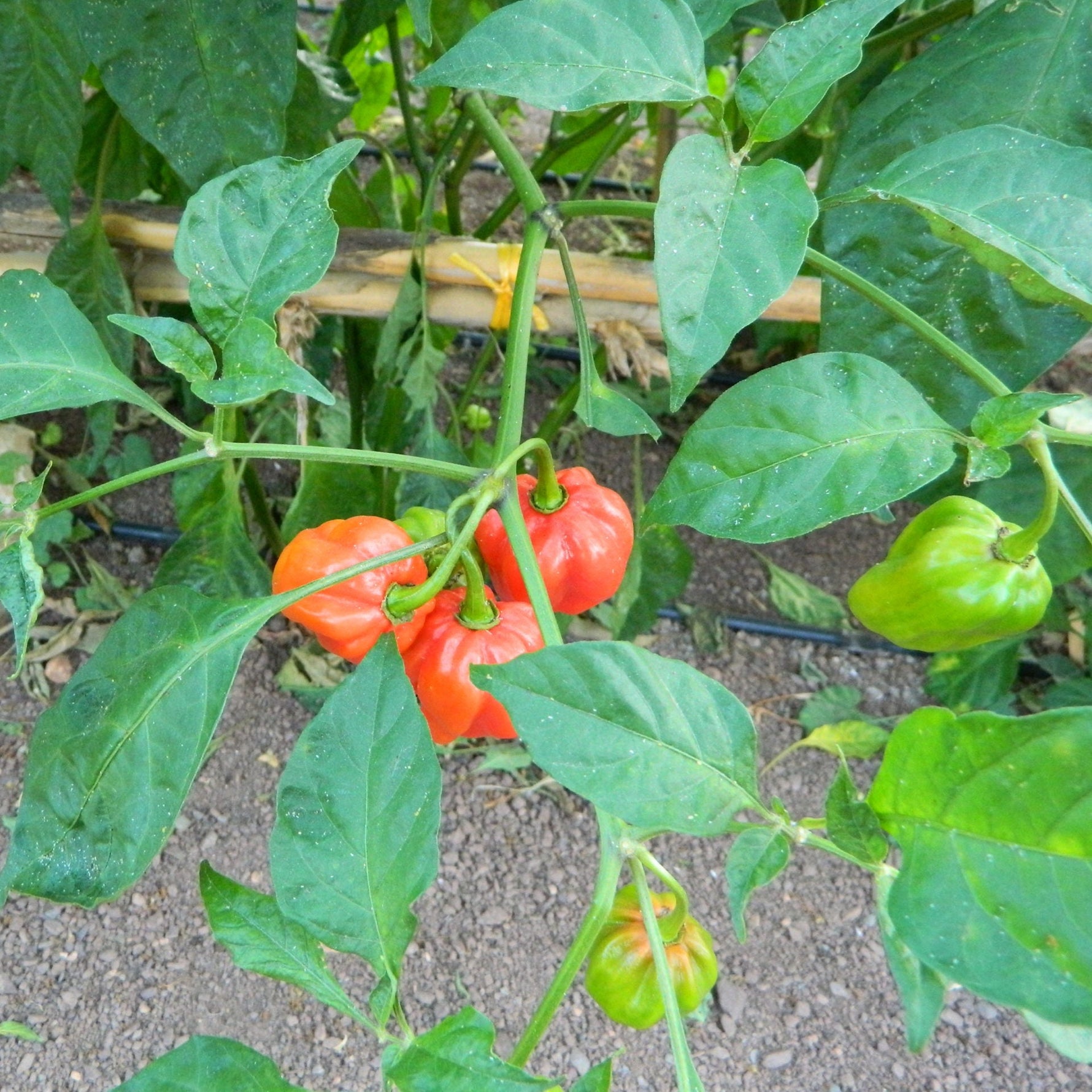 Aji Umba hot pepper plants grown in home garden from Capsicum chinense seeds