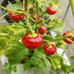 Aji Umba hot pepper plant growth from high quality Non GMO pepper seeds