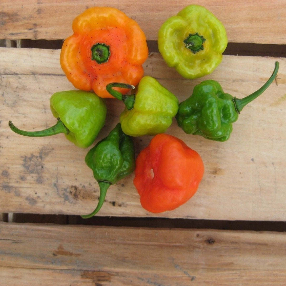 Ajicito pepper seeds Puerto Rican Aji Dulce sweet pepper seeds