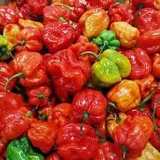 Ajicitoo pepper seeds for planting mild pepper variety