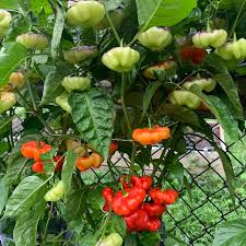 Non GMO Ajicitoo pepper seeds high yield plants