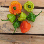 Ajicitoo pepper seeds warm season planting guide