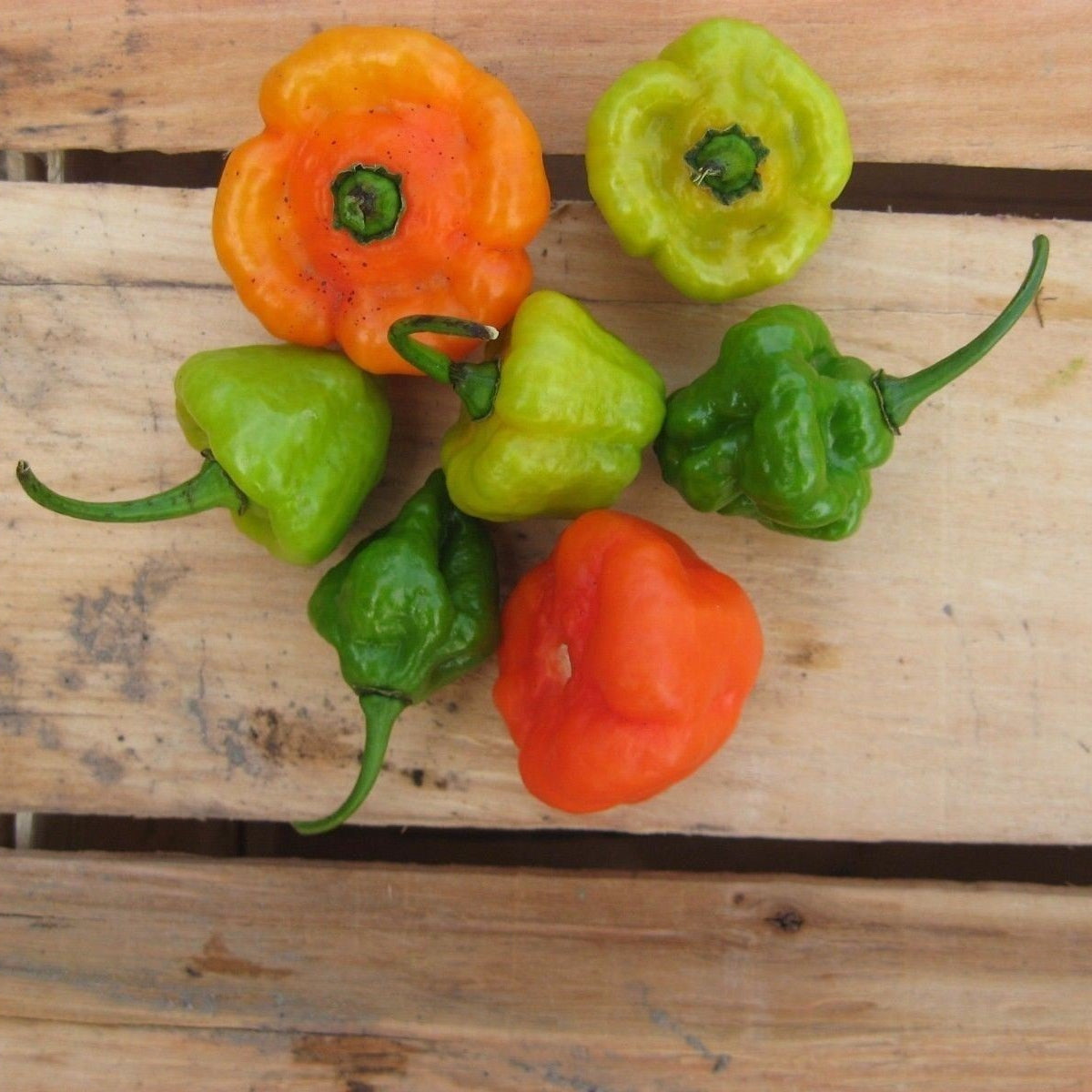 Ajicitoo pepper seeds warm season planting guide