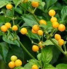 Aji seeds for planting hot pepper seeds high germination