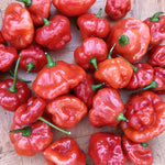 Ajito pepper seeds Capsicum annuum high yield pepper seeds for planting