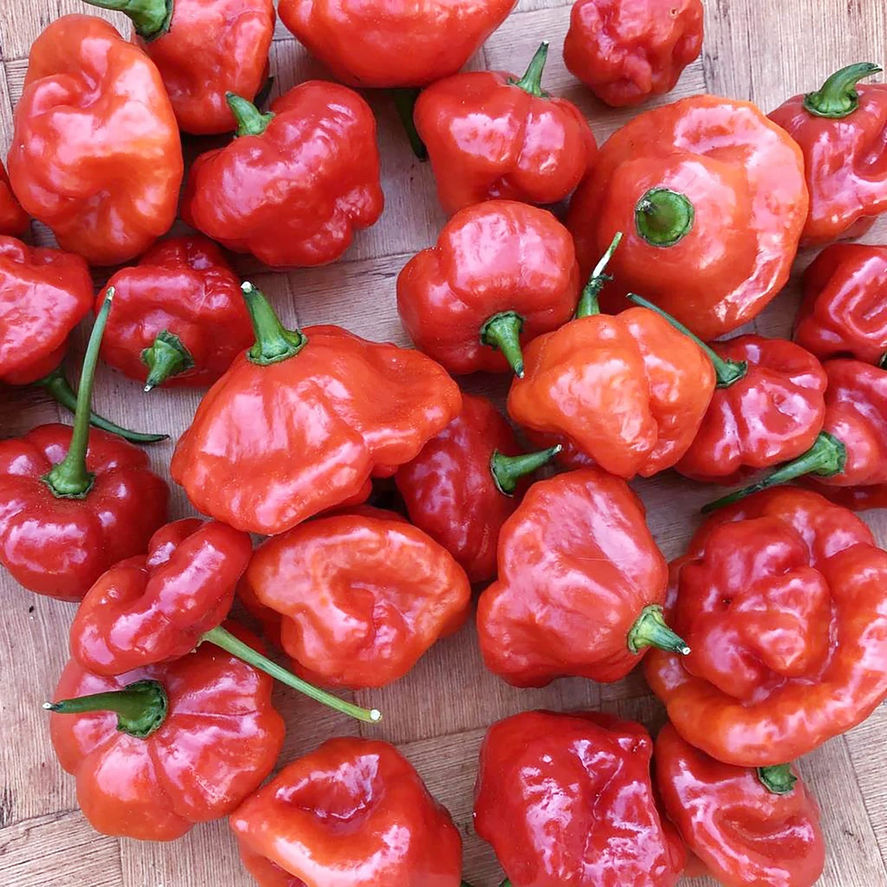 Ajito pepper seeds Capsicum annuum high yield pepper seeds for planting