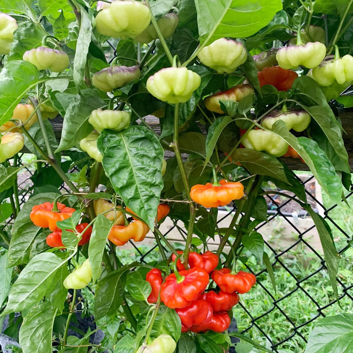 Ajito pepper seeds for planting warm season pepper variety
