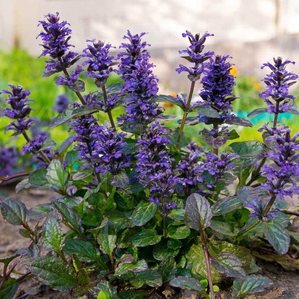 Ajuga Bugleweed Ground Cover Seeds