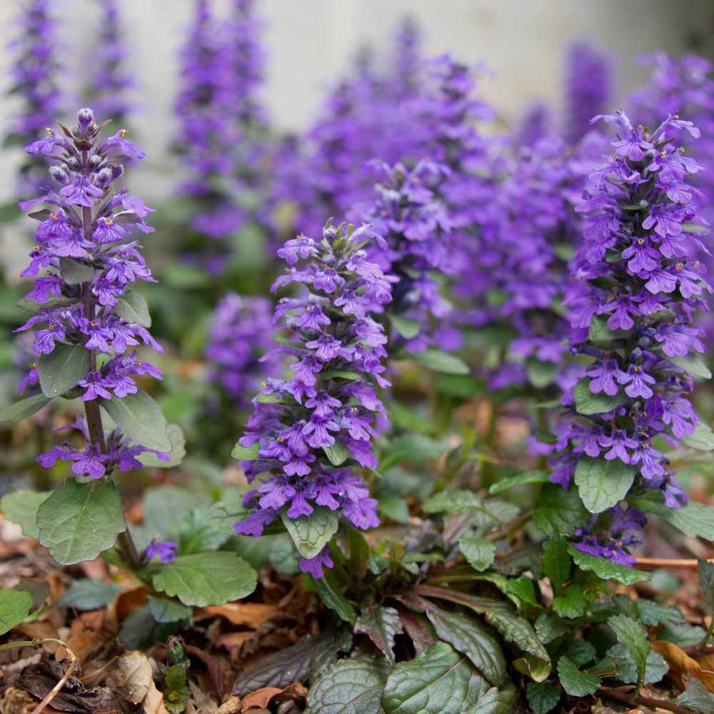 Ajuga Bugleweed Ground Cover Seeds