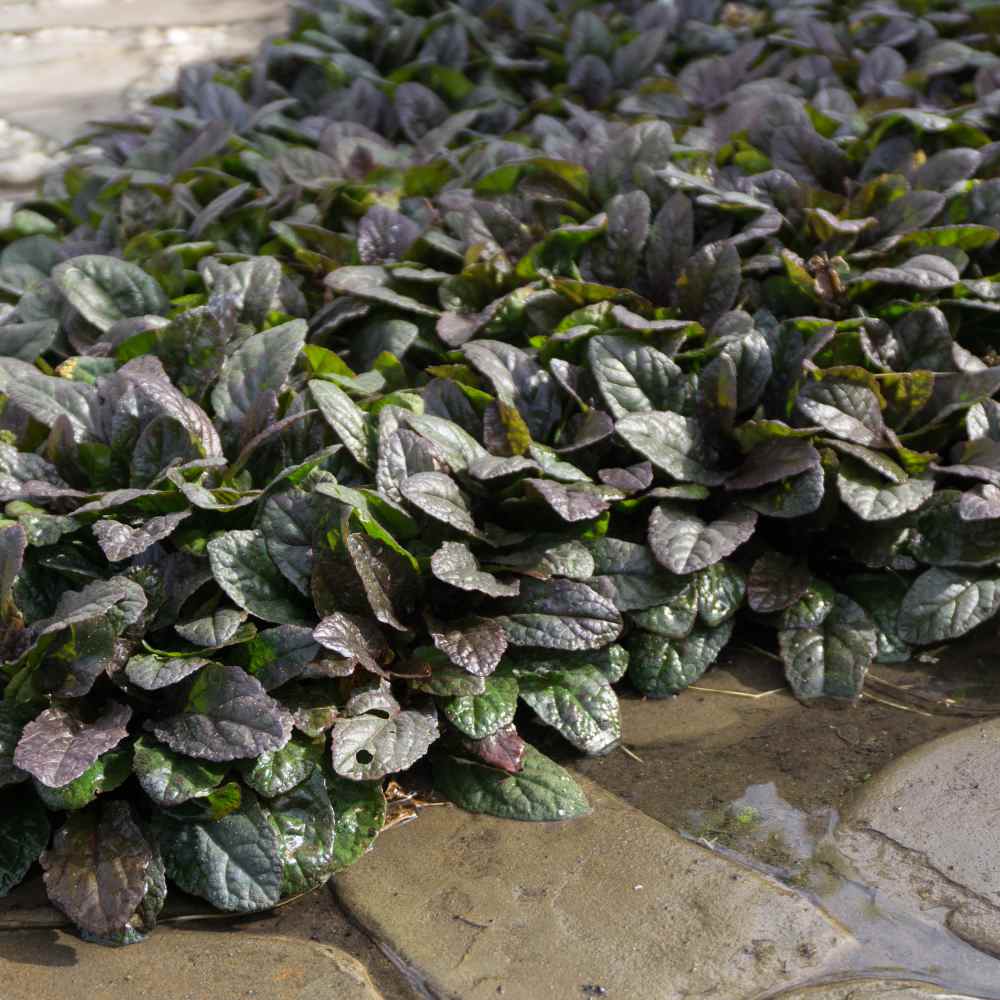 Ajuga Bugleweed Ground Cover Seeds