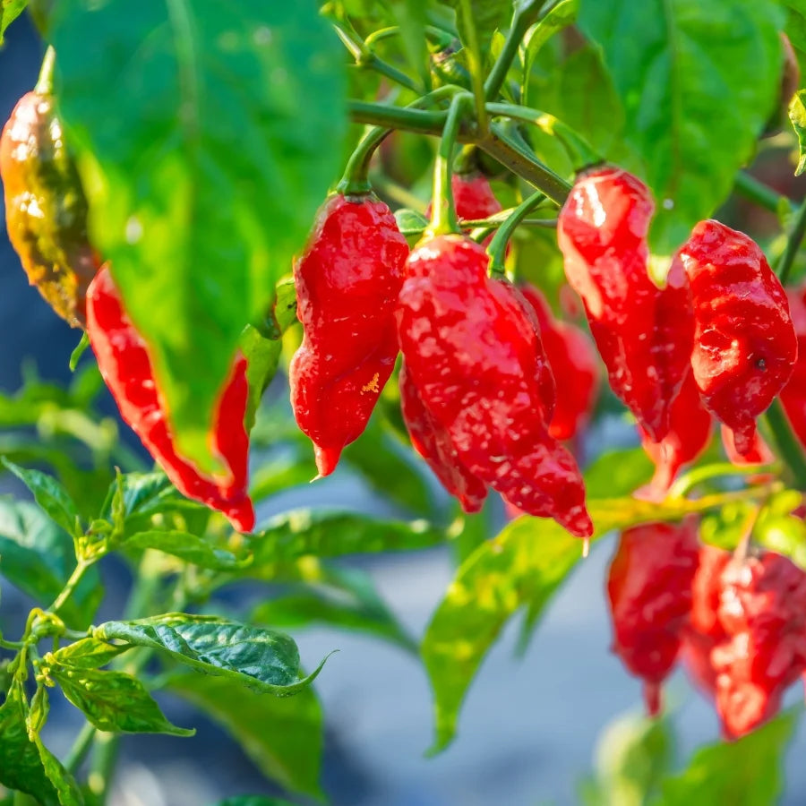 Hot Pepper Seeds Aka Chapeau Variety for Home Gardening