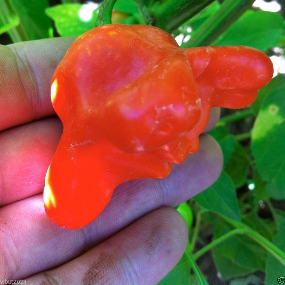 Heirloom Non-GMO Aka Chapeau Pepper Seeds Hot Pepper Variety