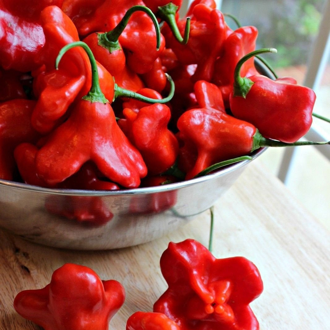 Aka Chapeau Pepper Seeds for Planting High Germination Hot Pepper Seeds