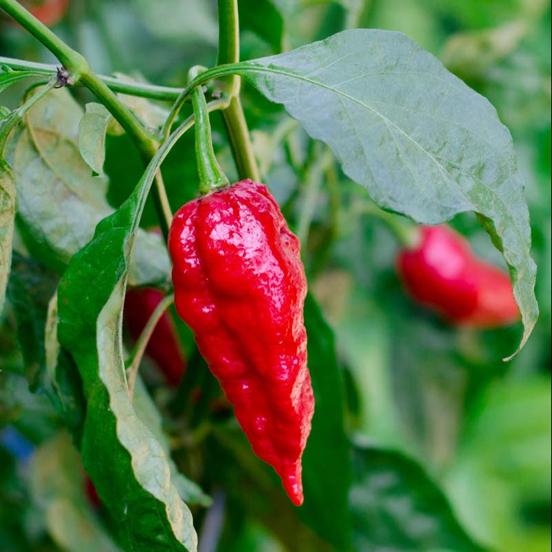 Aka Chapeau Pepper Seeds Plant Growth Warm Season Pepper Seeds