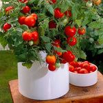 Akron tomato seeds for home gardening warm season planting