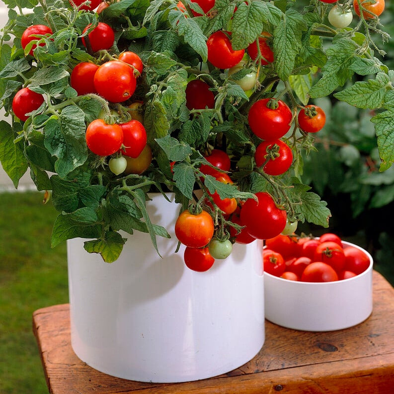 Akron tomato seeds for home gardening warm season planting