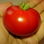 Greenhouse cultivation akron tomato seeds for controlled growing