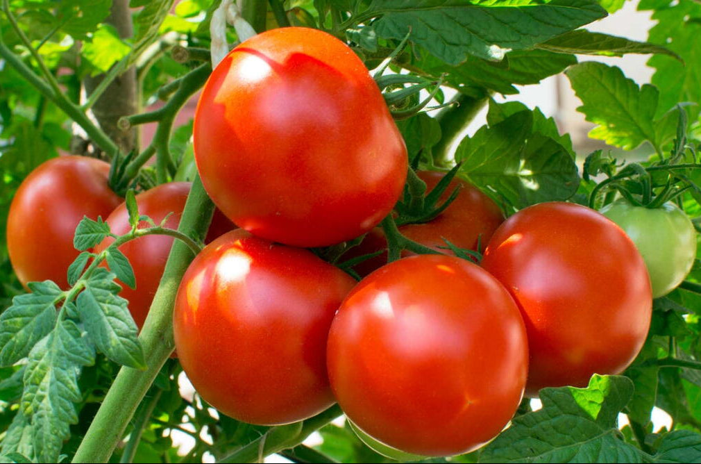 High germination akron tomato seeds for reliable crop growth