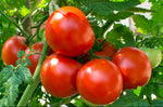 High germination akron tomato seeds for reliable crop growth