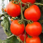 Akron tomato seeds red orange variety for greenhouse growing high yield
