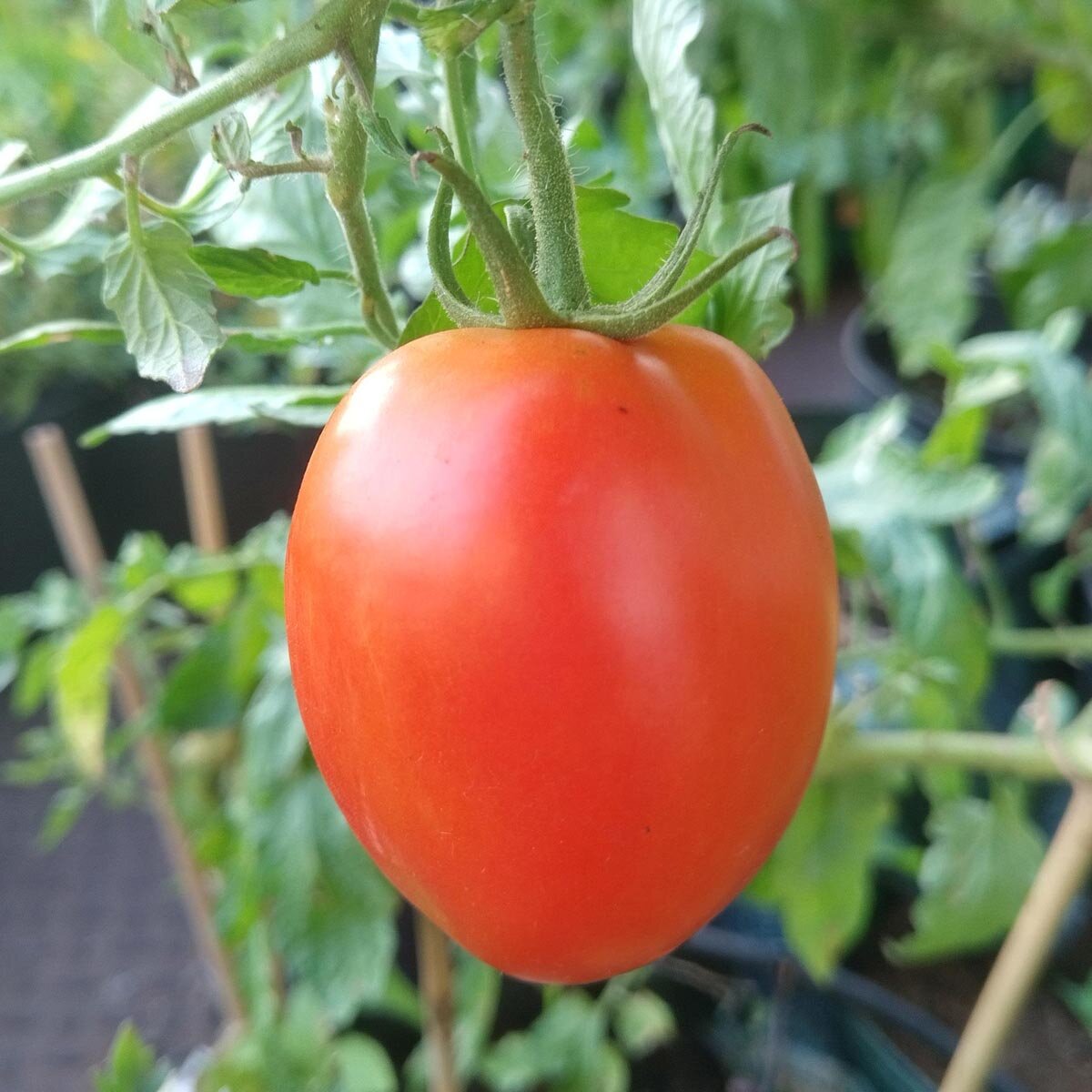 Solanum lycopersicum akron tomato seeds for strong tomato plants