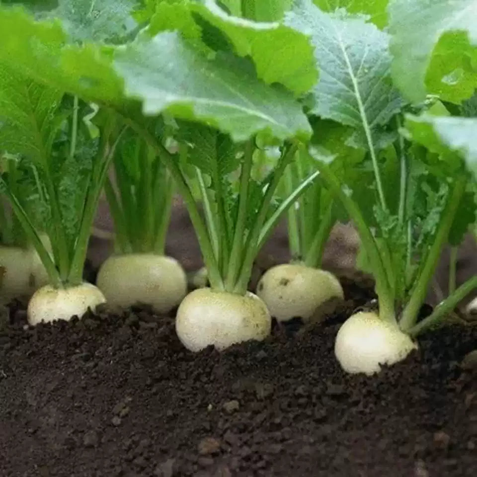 Alamo Turnip Seeds for planting cool season root crop gardening