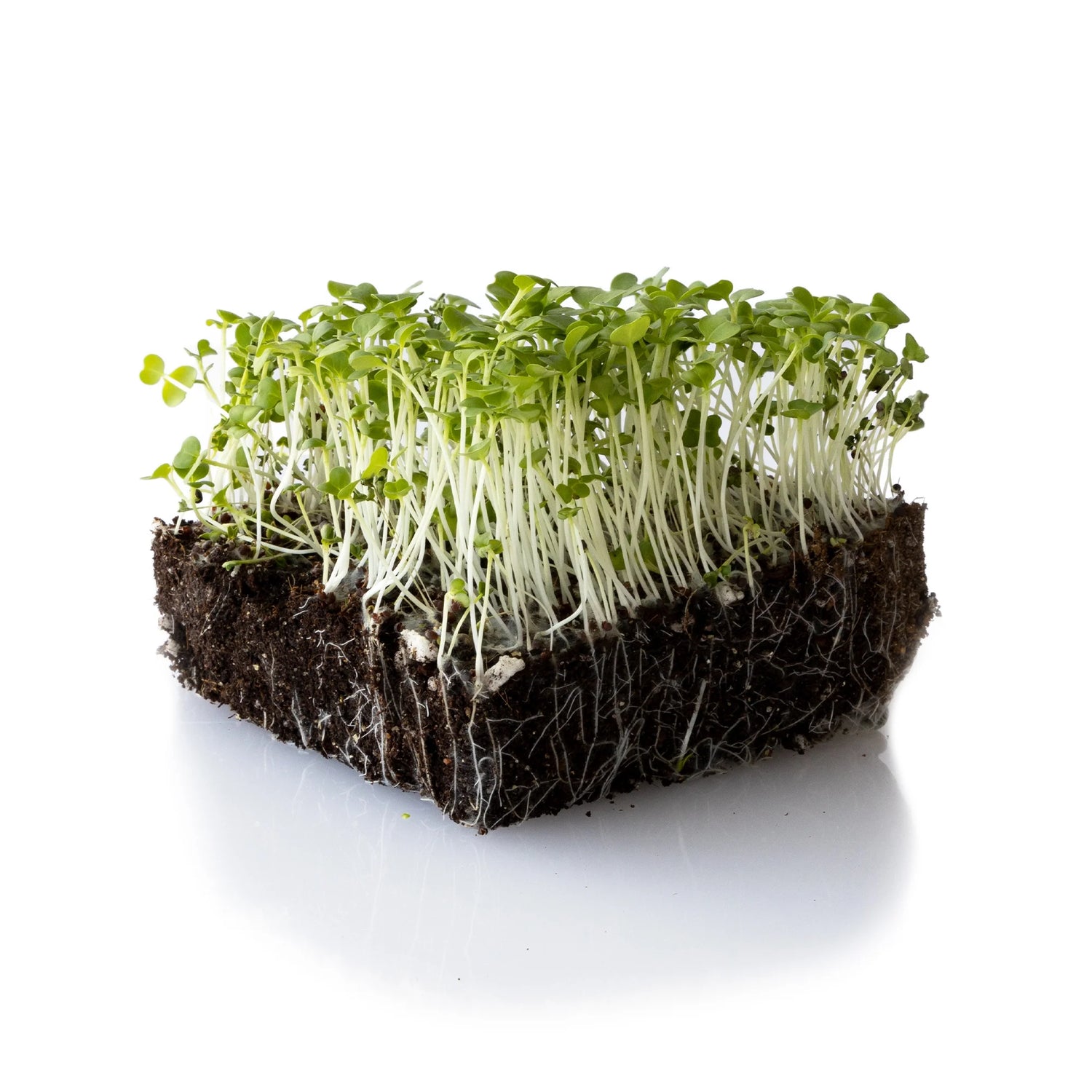 Alamo Turnip Seeds organic heirloom non GMO high germination for home gardening