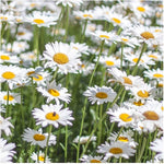 Alaska Marguerite Seeds – Perennial Daisies with Snowy White Petals and Yellow Centers - Dharaseeds