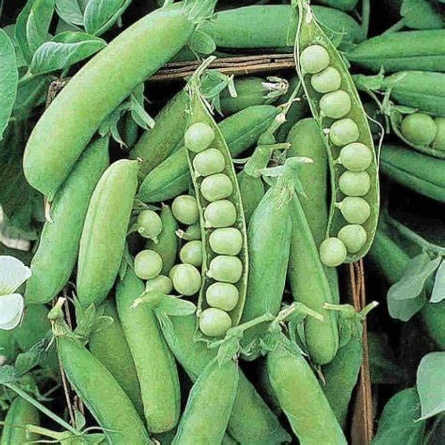 Alaska pea seeds ideal for kitchen garden and terrace farming