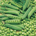 Non-GMO heirloom Alaska pea seeds for home farming