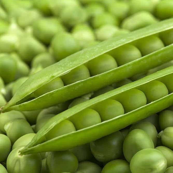 Alaska pea seeds for home gardening and kitchen garden cultivation