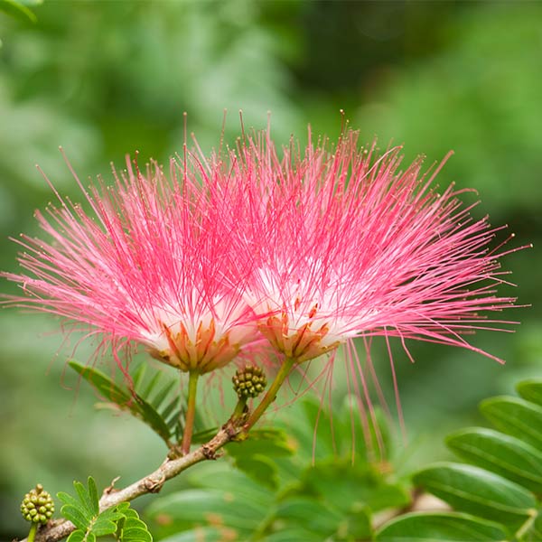 Albizia Flower Seeds – Silk Tree Blossoms with Feathery Pink Blooms