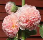 mature hollyhocks in sunny cottage garden setting


