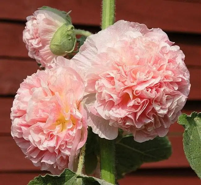mature hollyhocks in sunny cottage garden setting

