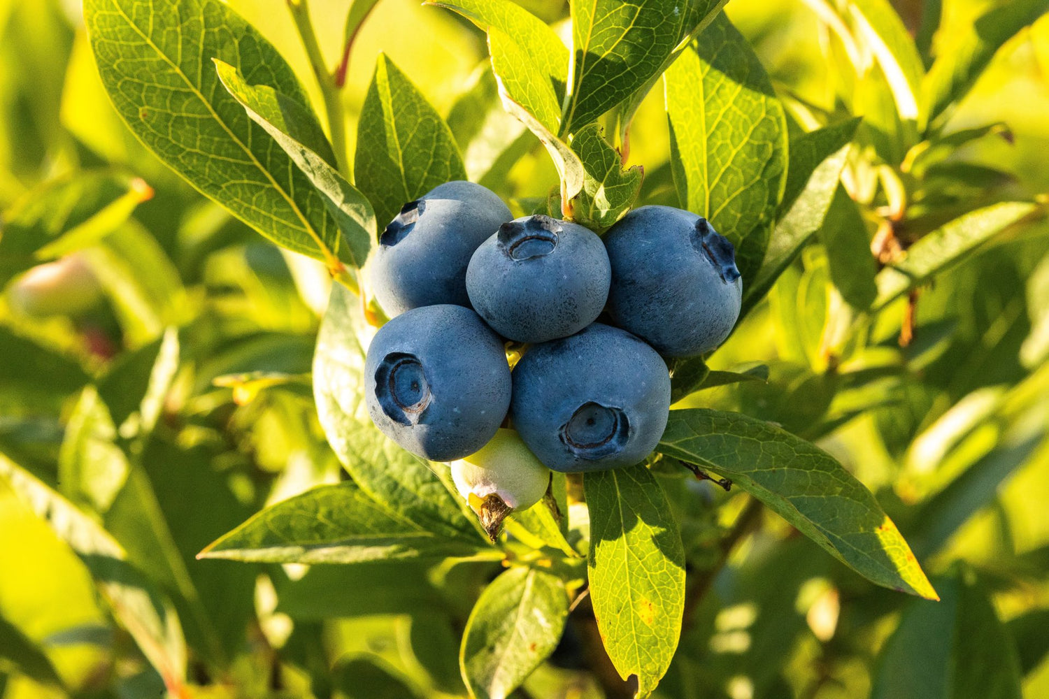 Highbush Blueberry (Vaccinium corymbosum)