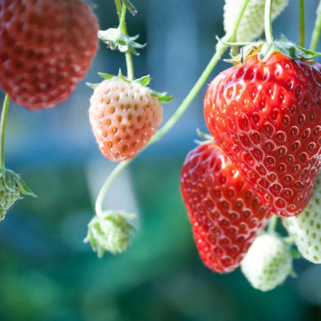 Strawberry Alexandria Fragaria x ananassa seeds for planting in home garden
