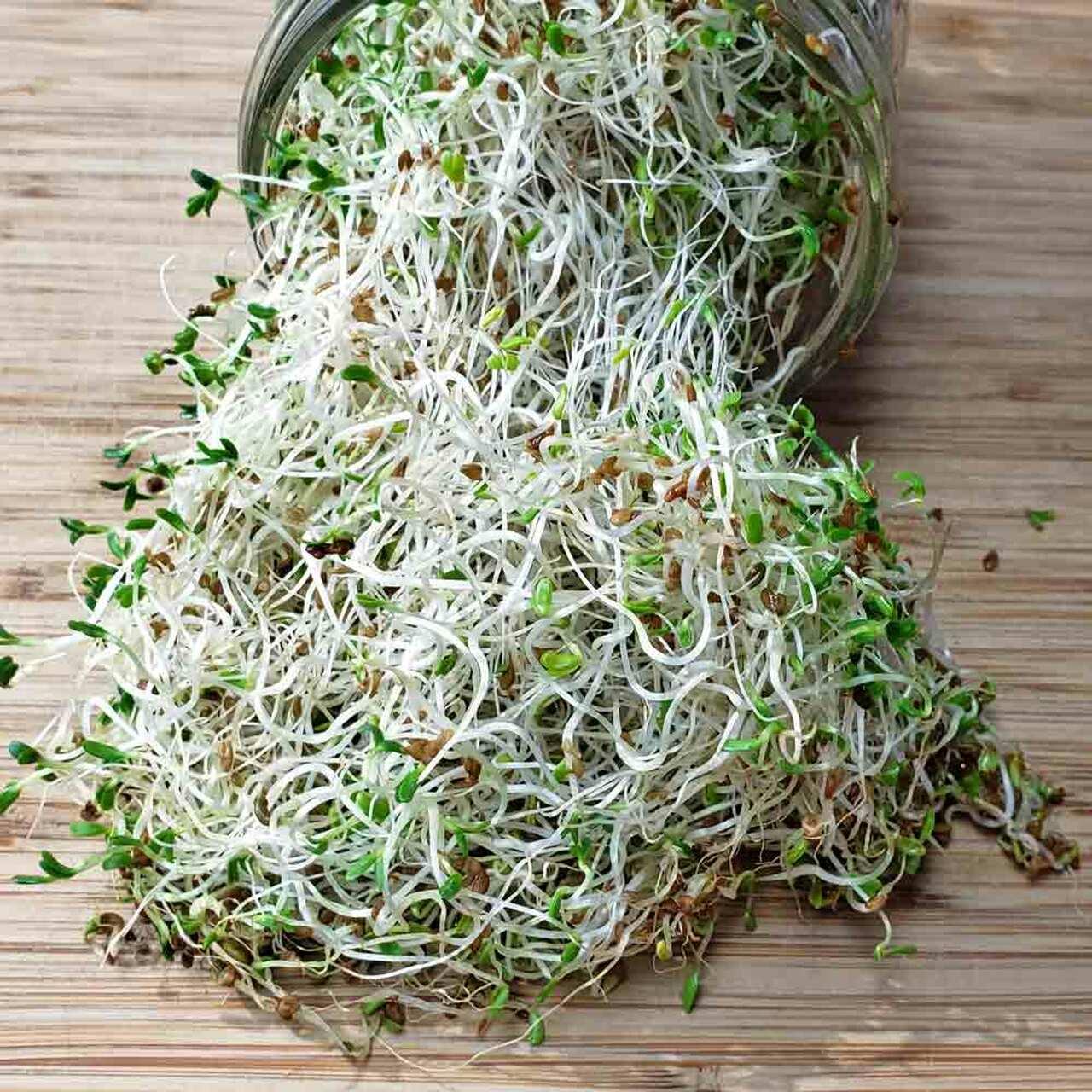 Organic non GMO alfalfa seeds for sprouting