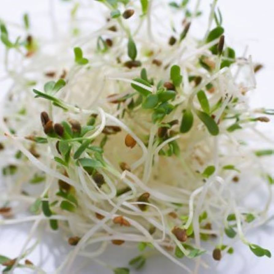 Alfalfa sprouting seeds microgreen quality organic