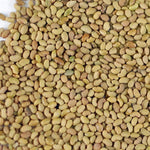Alfalfa sprouting seeds organic heirloom non GMO high germination