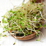 Alfalfa sprouts growing microgreens sprouting seeds high germination