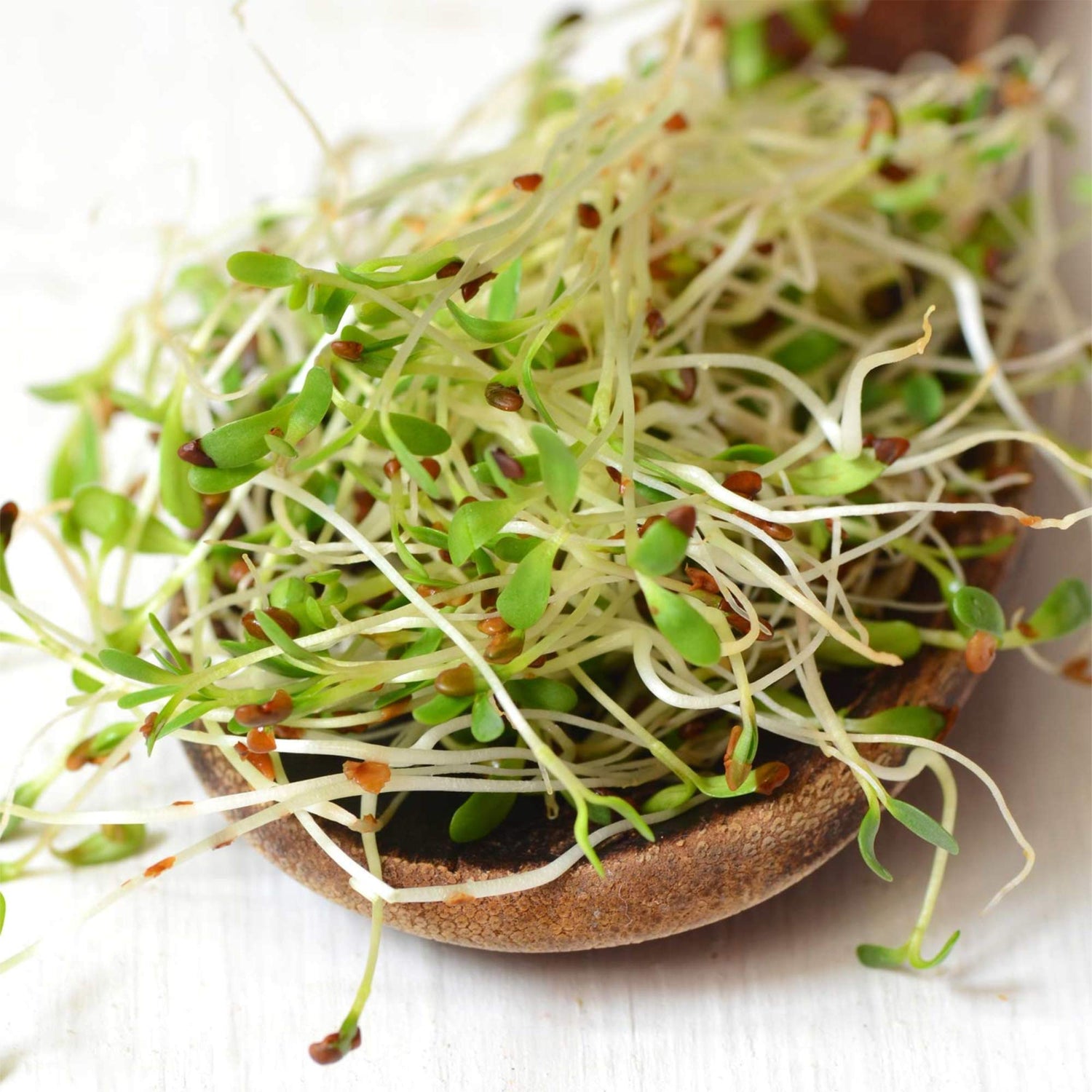 Alfalfa sprouts growing microgreens sprouting seeds high germination