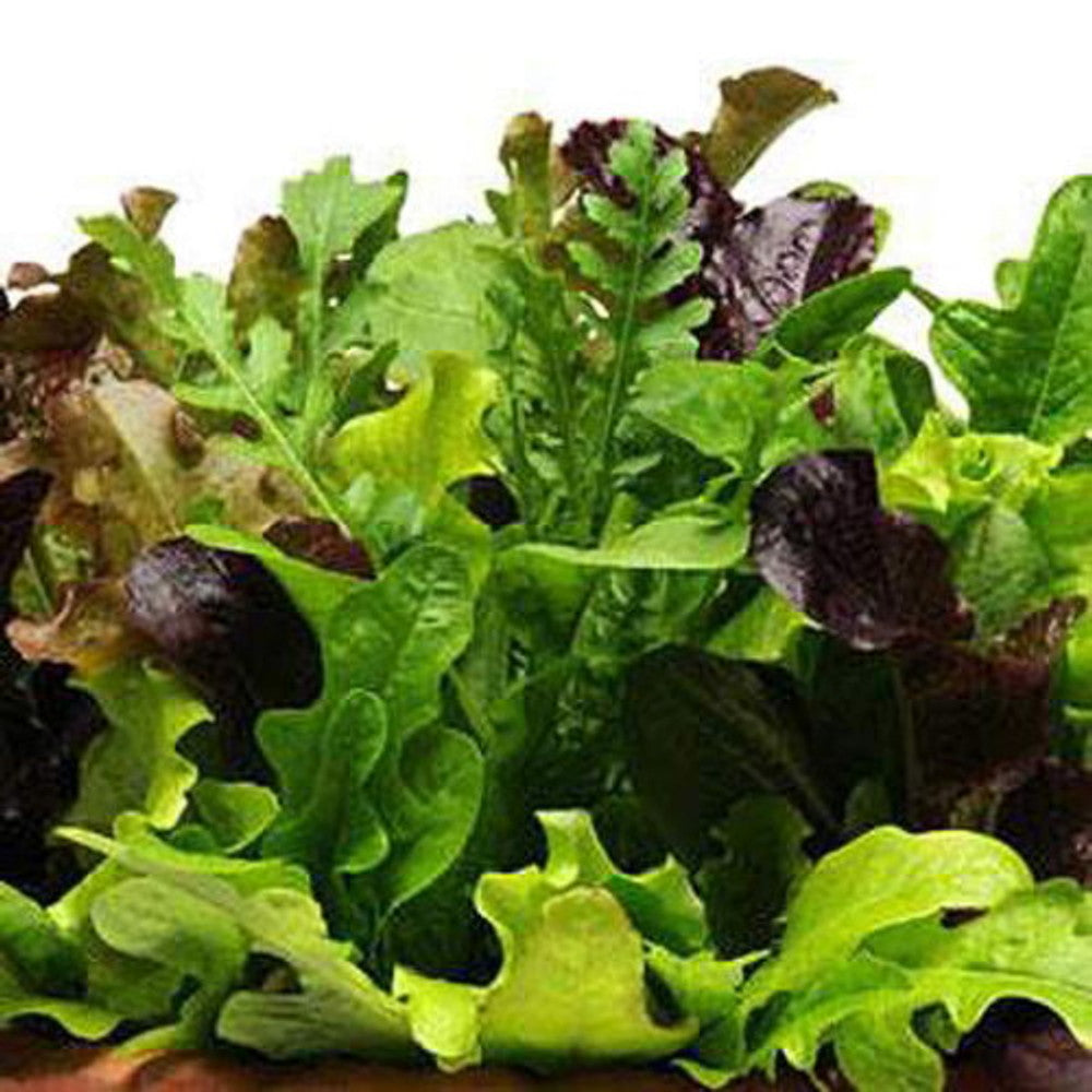 Alfresco annual seeds suitable for outdoor growing