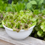 Alfresco seeds for planting with high germination quality